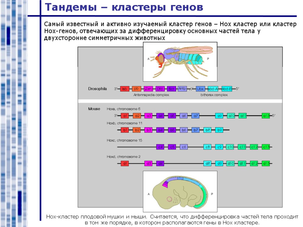 Тандемы – кластеры генов Hox-кластер плодовой мушки и мыши. Считается, что дифференцировка частей тела